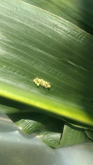 Spodoptera frugiperda