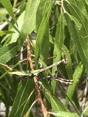 Pseudovates arizonae