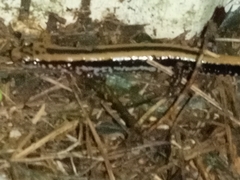 Eurycea guttolineata