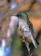 Sephanoides fernandensis