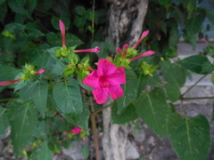Mirabilis jalapa