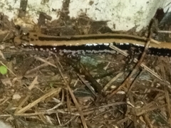 Eurycea guttolineata