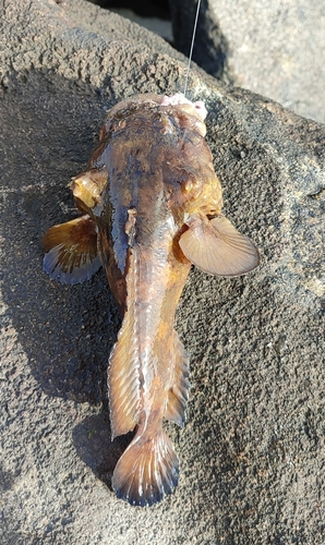 Flat toadfish (Colletteichthys dussumieri) — Batrachoididae