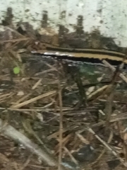 Eurycea guttolineata