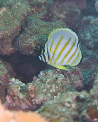 Chaetodon ornatissimus