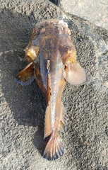 Colletteichthys dussumieri