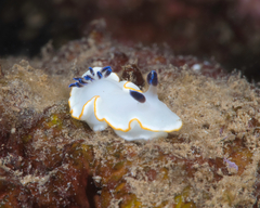 Ardeadoris scottjohnsoni