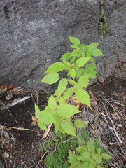 Rubus sachalinensis