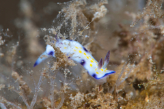 Hypselodoris imperialis