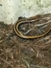 Eurycea guttolineata