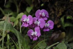 Pedicularis siphonantha
