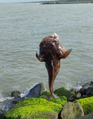 Colletteichthys dussumieri