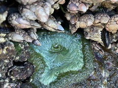 Anthopleura xanthogrammica