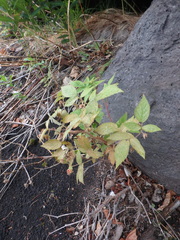 Rubus sachalinensis