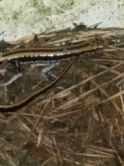 Eurycea guttolineata