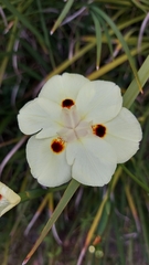 Dietes bicolor