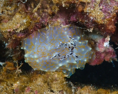 Halgerda terramtuentis