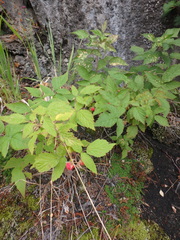 Rubus sachalinensis