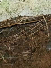 Eurycea guttolineata