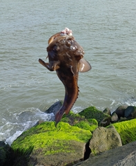 Colletteichthys dussumieri