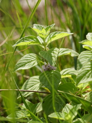 Mentha arvensis