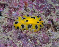 Phyllidia polkadotsa