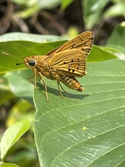 Cephrenes trichopepla