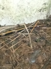 Eurycea guttolineata