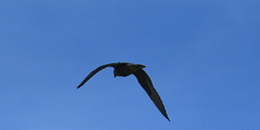 Accipiter cooperii