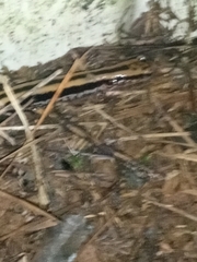 Eurycea guttolineata