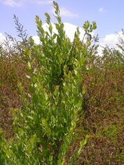 Osyris lanceolata