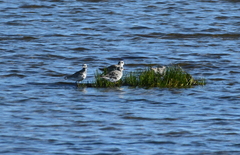 Pluvialis squatarola