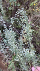 Artemisia absinthium