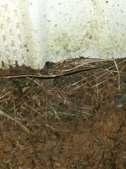 Eurycea guttolineata