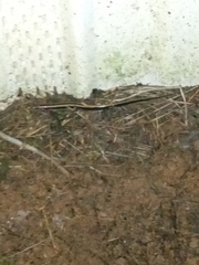 Eurycea guttolineata