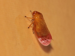 Eoscarta liternoides