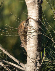 Antechinus stuartii