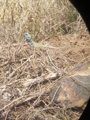 Acanthocercus gregorii