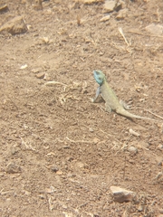 Acanthocercus gregorii