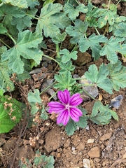 Malva sylvestris