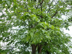 Ulmus glabra