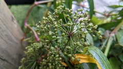 Oenantheae