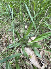 Cynoglossum australe