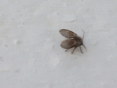 Clogmia albipunctata