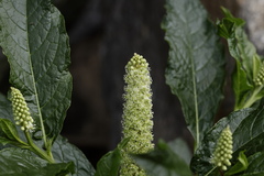 Phytolacca acinosa