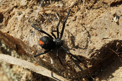 Latrodectus hasselti