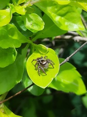 Carrhotus
