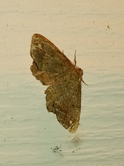 Hypagyrtis