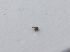 Clogmia albipunctata