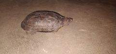 Melanochelys trijuga